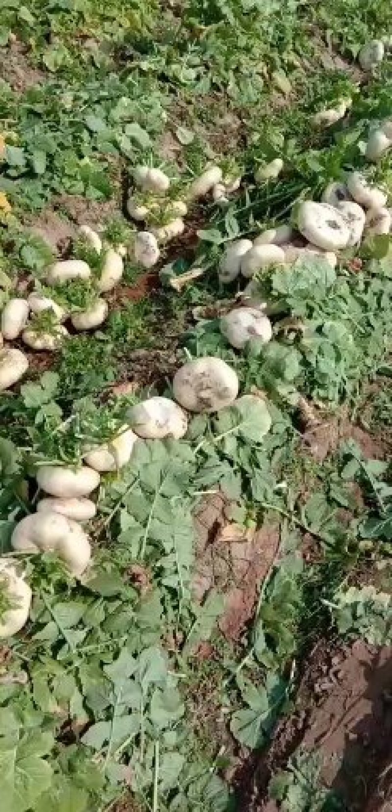 盘菜，温州盘菜，盘菜盘菜盘菜盘菜盘菜盘菜盘菜