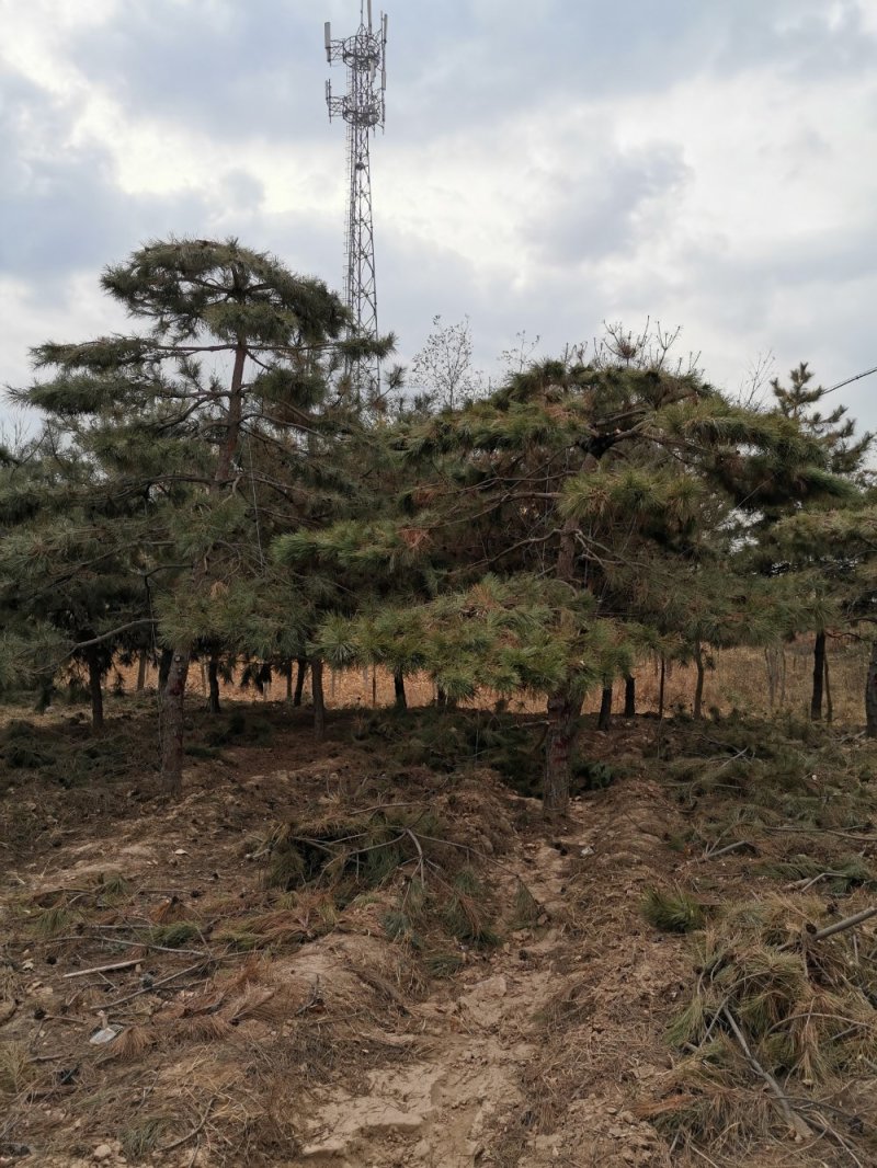 大量出售造型油松