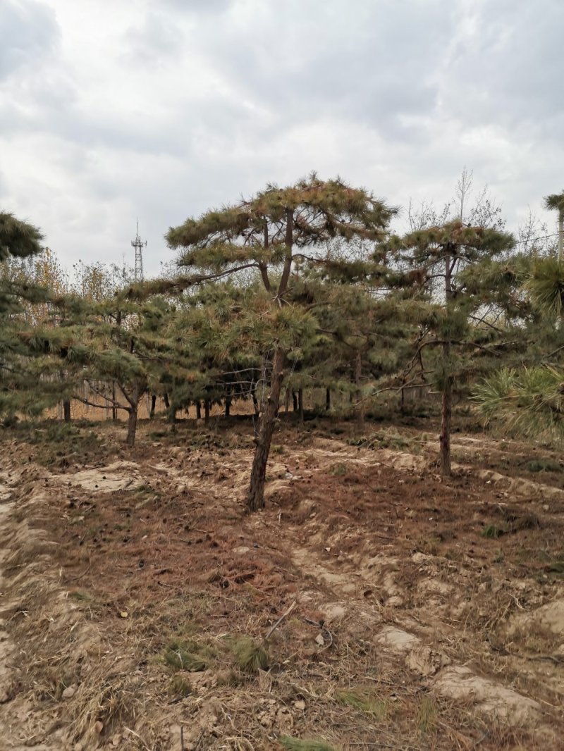 大量出售造型油松