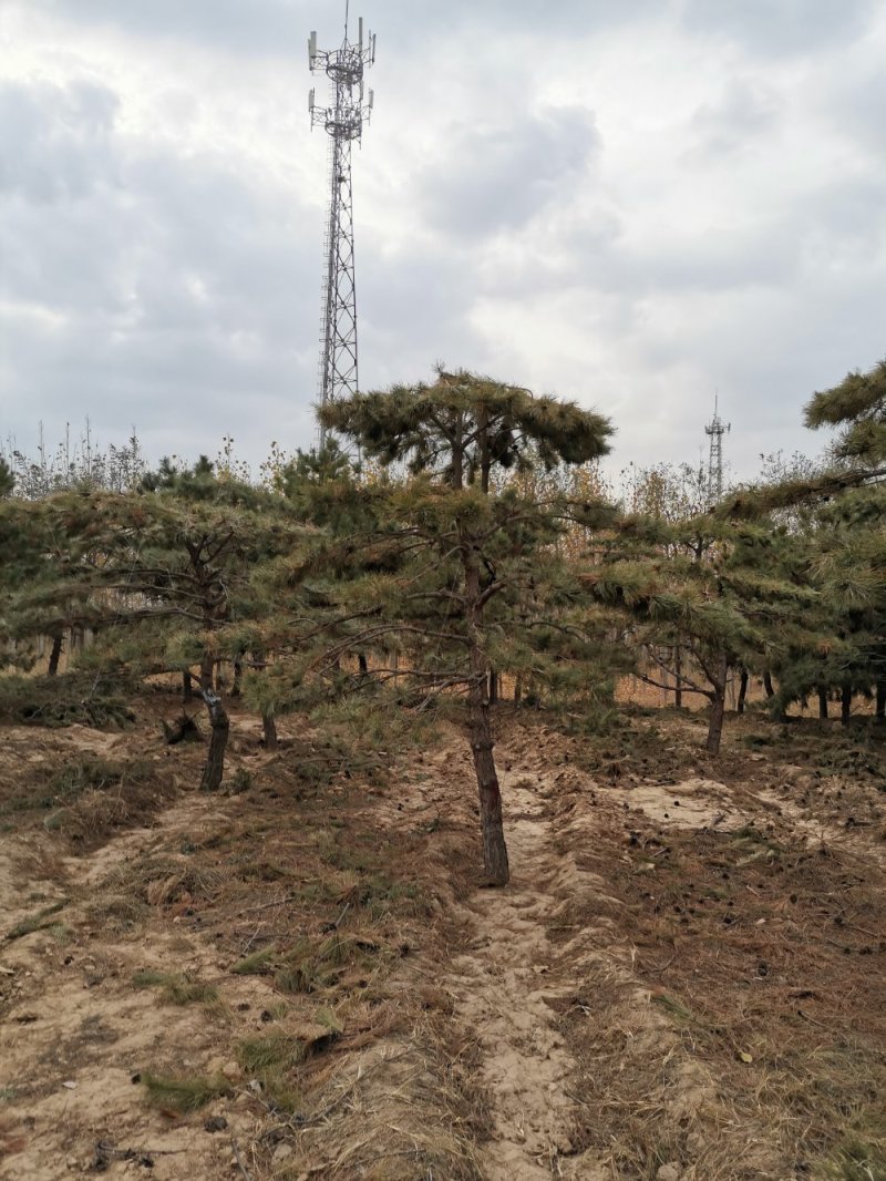 大量出售造型油松