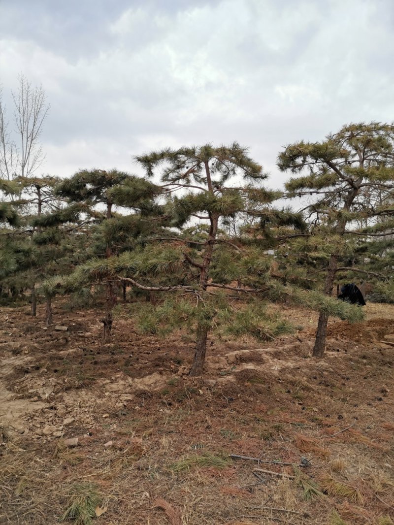 大量出售造型油松