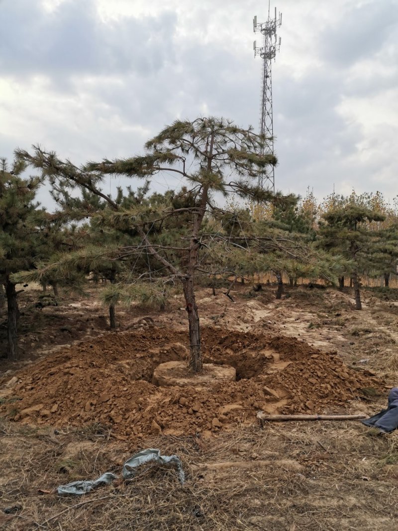 大量出售造型油松