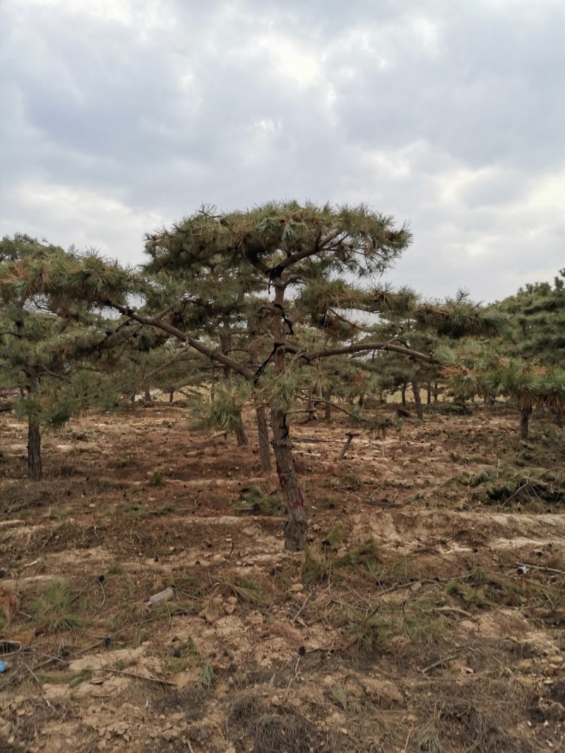 大量出售造型油松