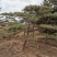 大量出售造型油松