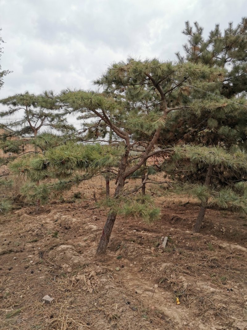 大量出售造型油松