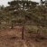 大量出售造型油松