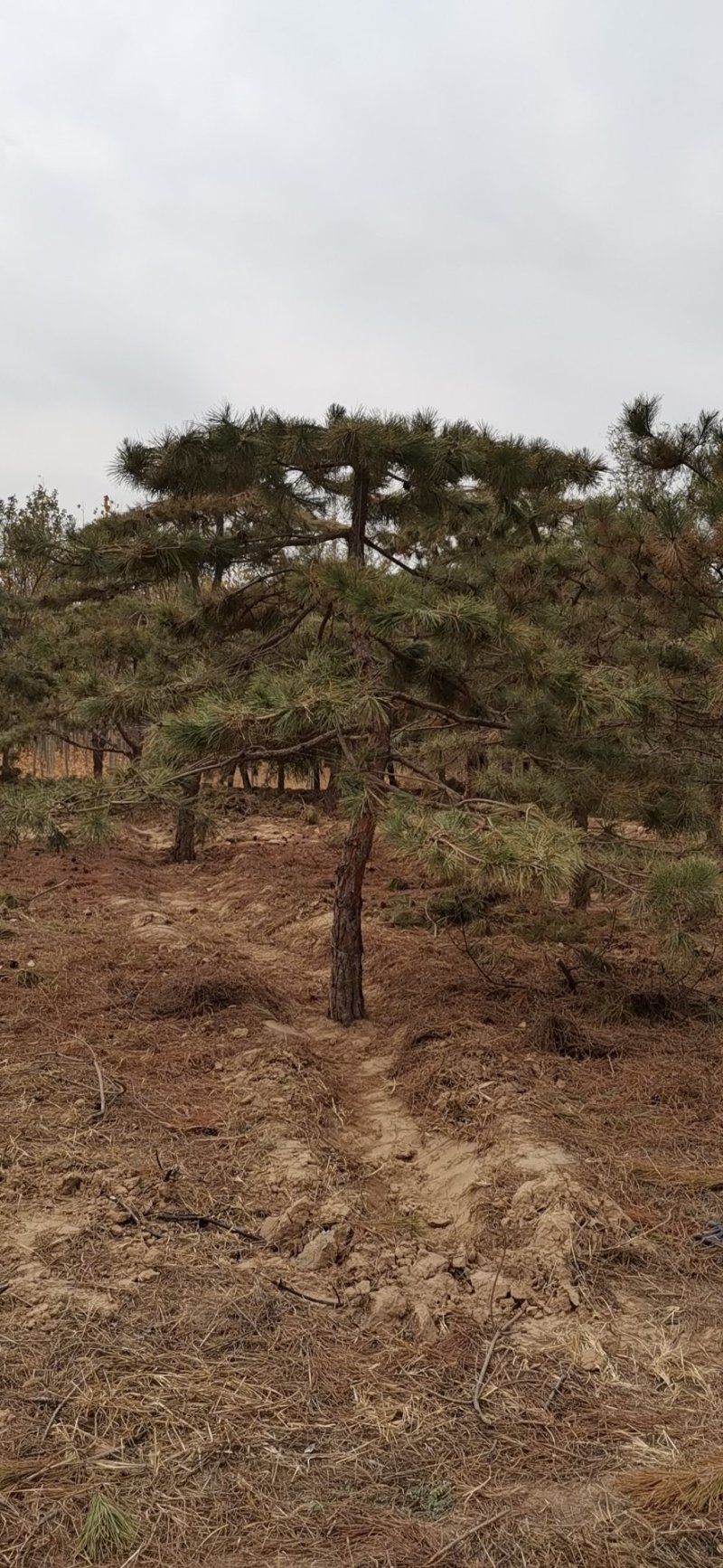 大量出售造型油松