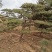 大量出售造型油松