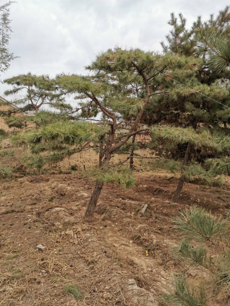 大量出售造型油松
