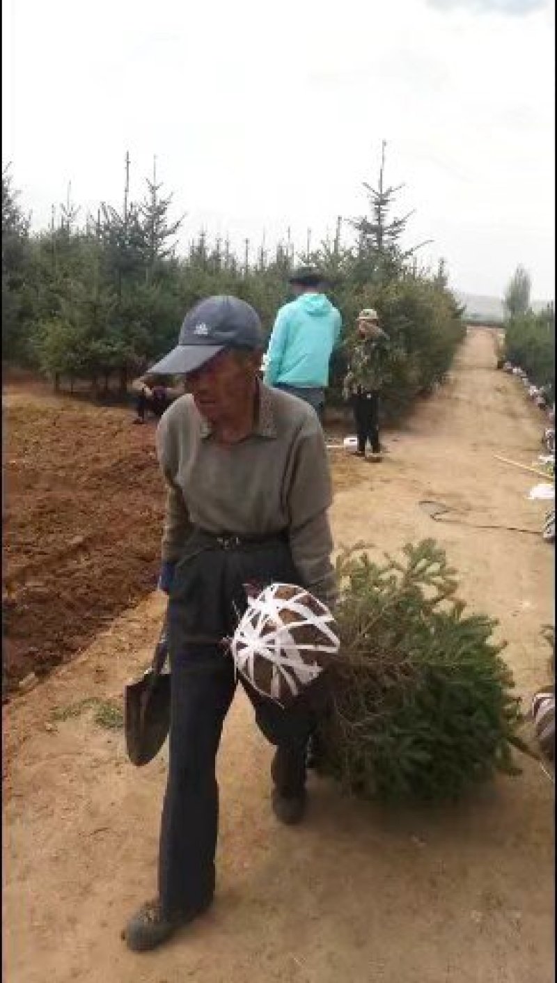 云杉1.5米，甘肃云杉产自高海拔地带成活率高