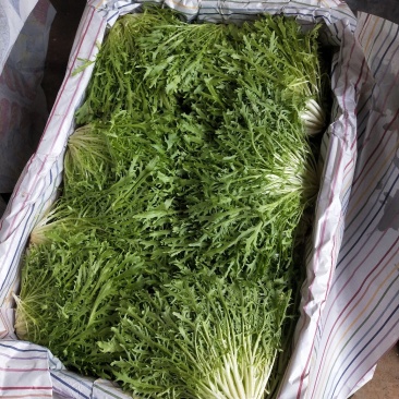 苦菊棵子大小合适，叶子窄，黄心