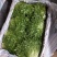 苦菊棵子大小合适，叶子窄，黄心