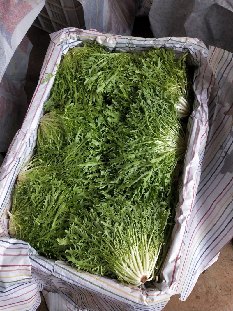 苦菊棵子大小合适，叶子窄，黄心