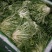 苦菊棵子大小合适，叶子窄，黄心