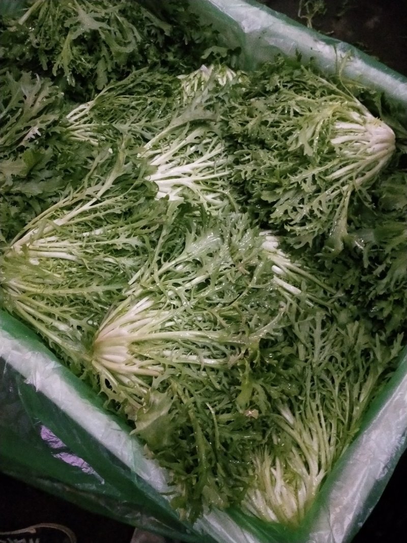 苦菊棵子大小合适，叶子窄，黄心