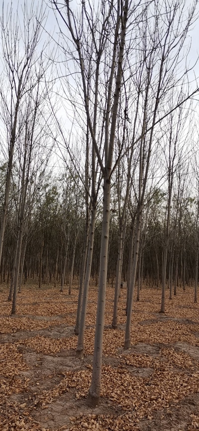 乔灌木白蜡8-12公分