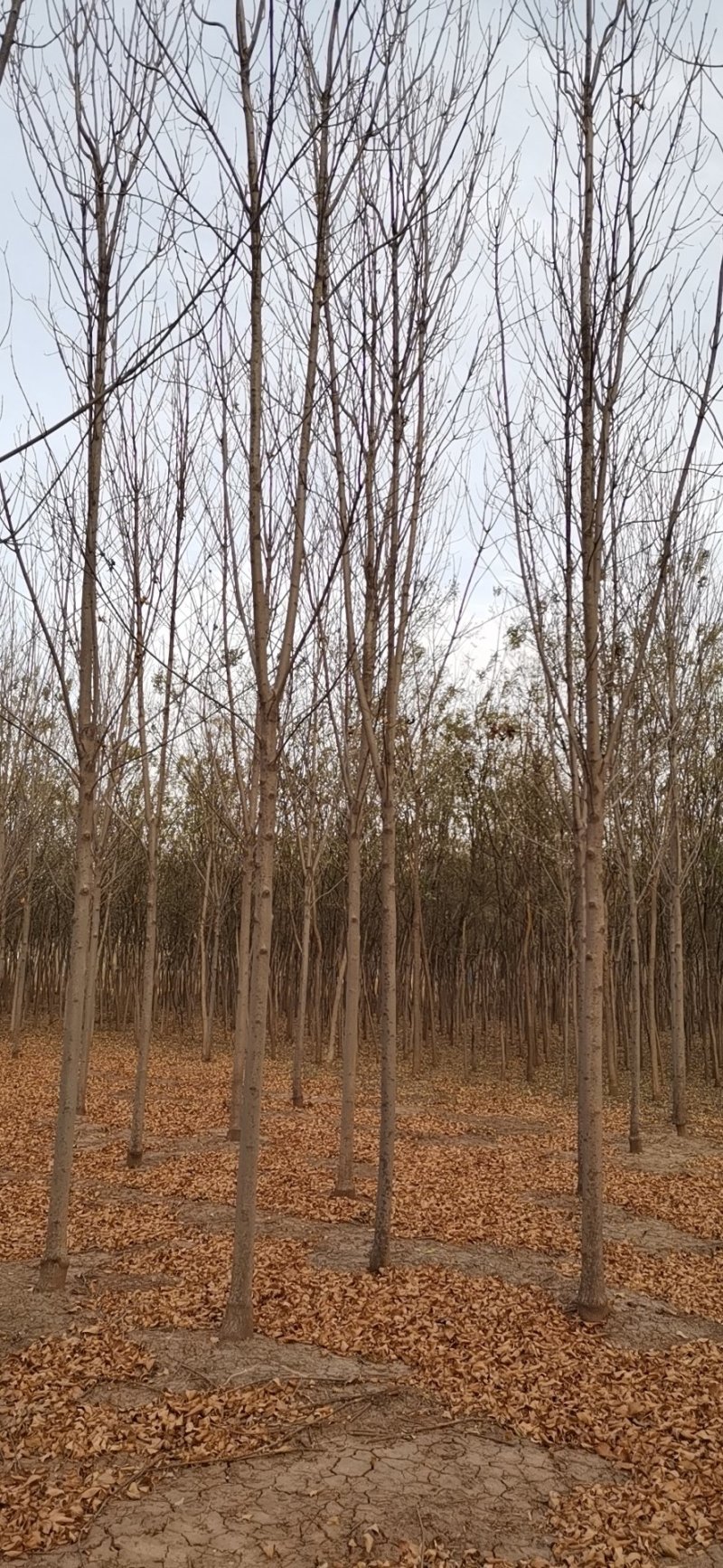 乔灌木白蜡8-12公分