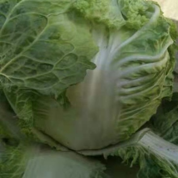 成武圆头白菜