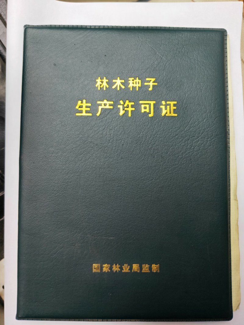软枝香橙抗病抗酸碱是嫁杂交柑桔苗理想的选择
