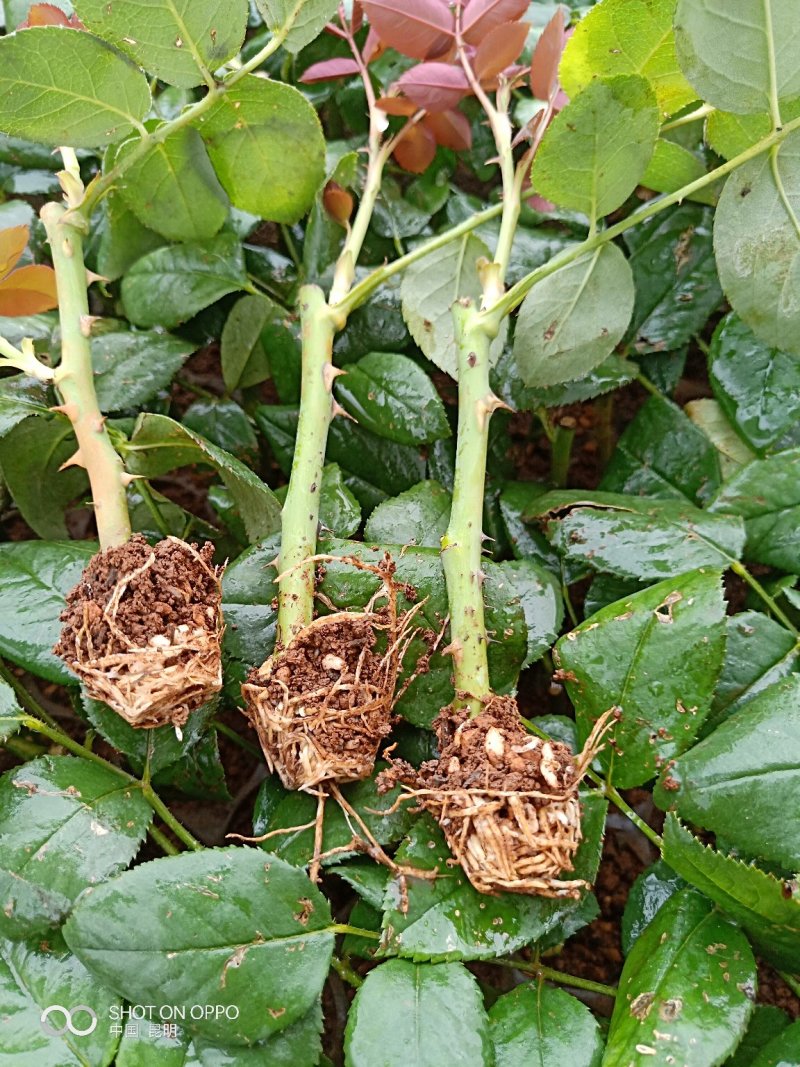 月季花苗金辉大花月季扦插苗云南昆明基地直发
