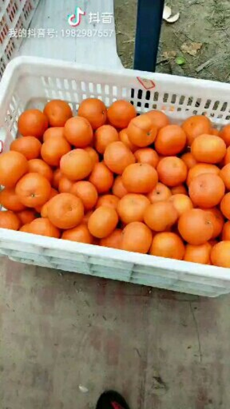 广西南宁市大量供应精品沃柑，果大，肉甜，质量好