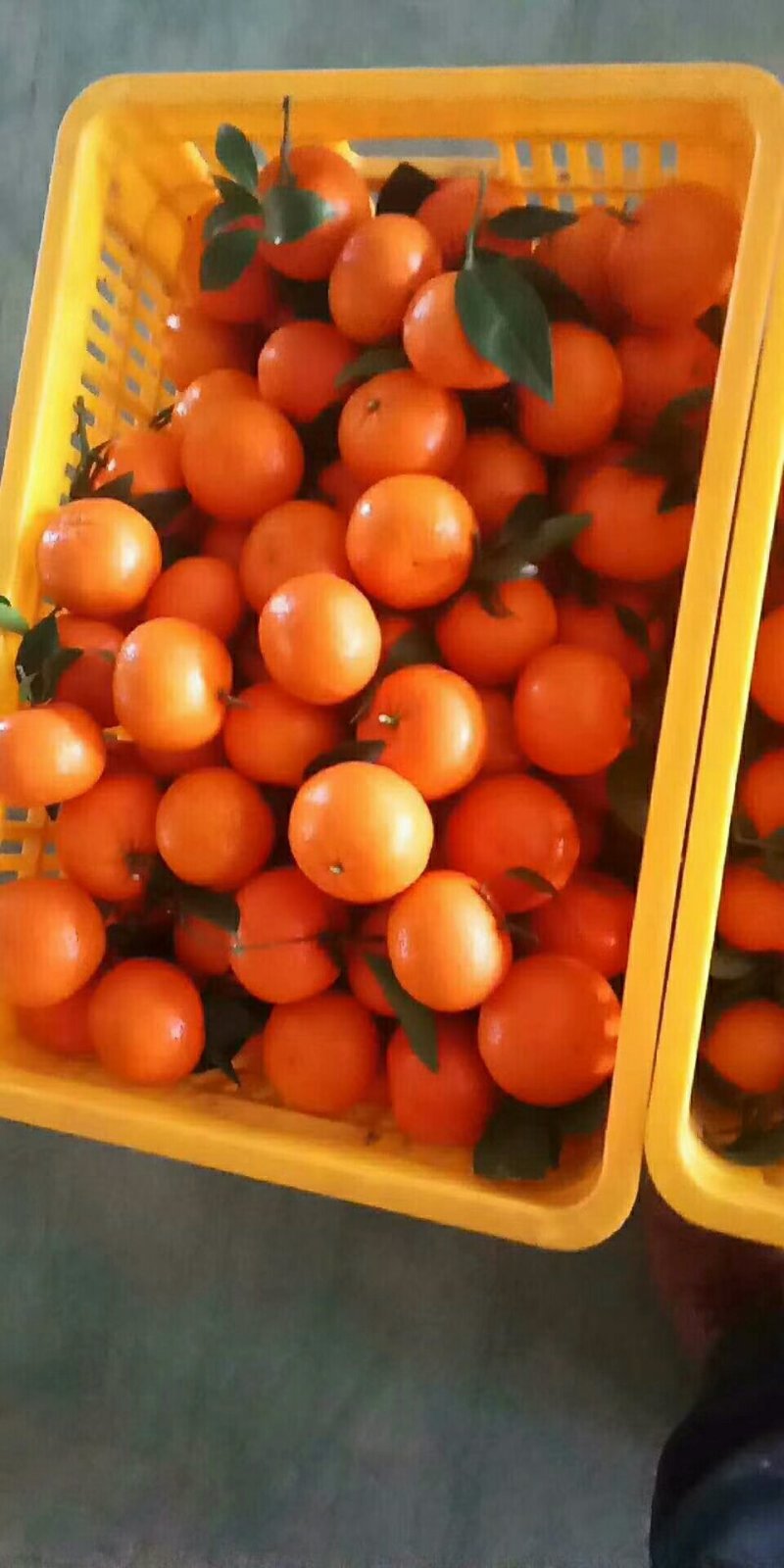 广西南宁市大量供应精品沃柑，果大，肉甜，质量好