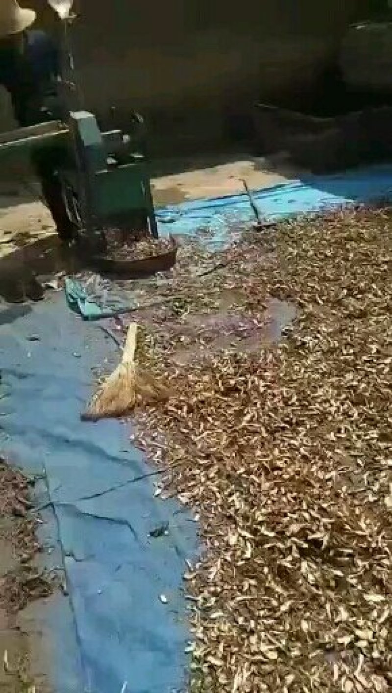 中药材当归片黄芪片丹参片