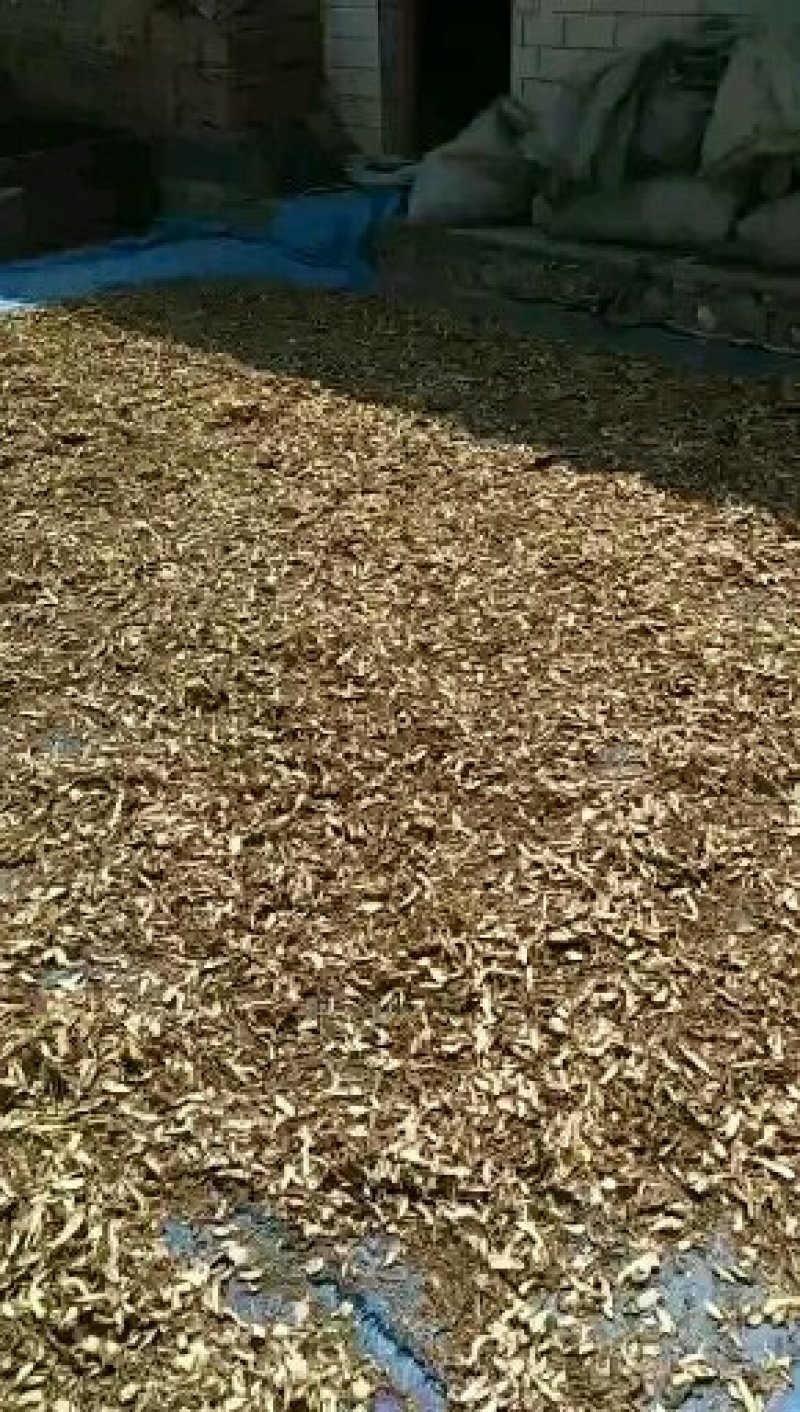 中药材当归片黄芪片丹参片