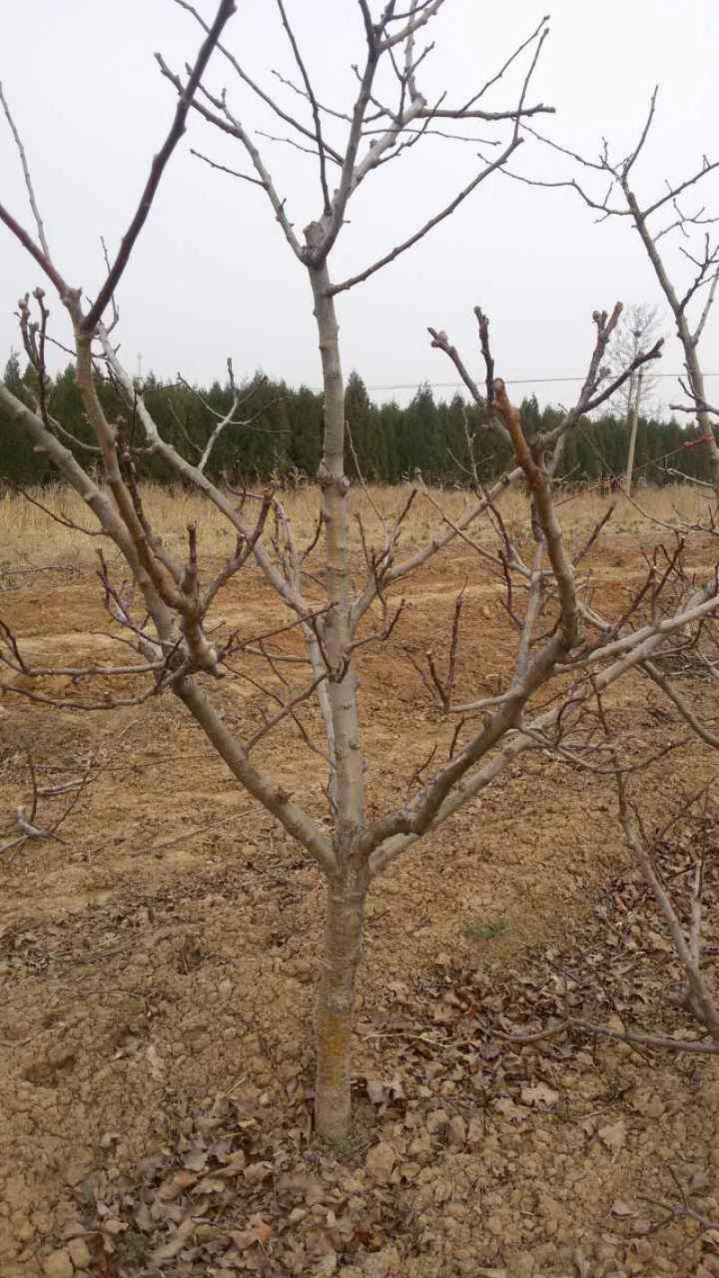 红富士苹果树苗，价格便宜，提供技術指導