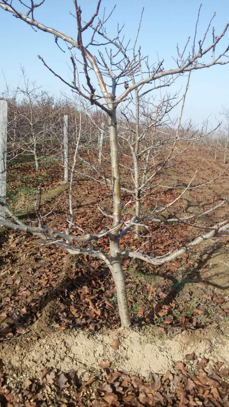 红富士苹果树苗，价格便宜，提供技術指導