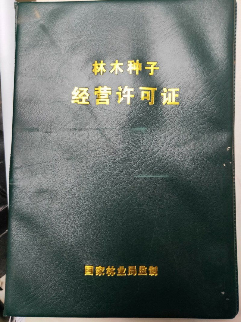 嫁接枝条沃柑穗条百元每斤量大优惠质量保证