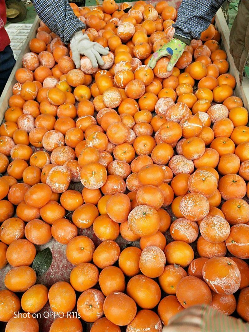 广西南宁市大量供应精品沃柑，果大，肉甜，质量好