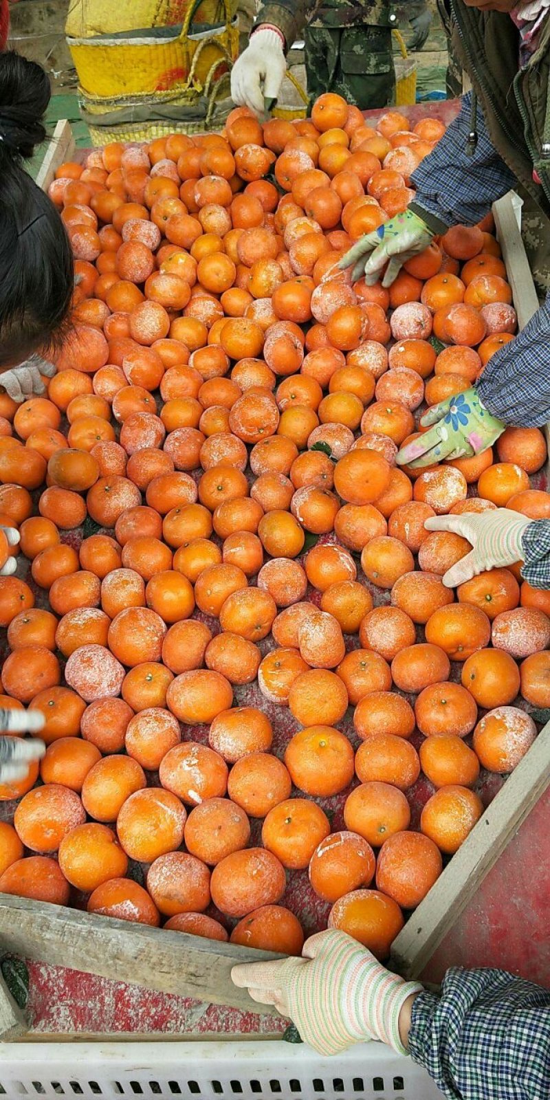 广西南宁市大量供应精品沃柑，果大，肉甜，质量好