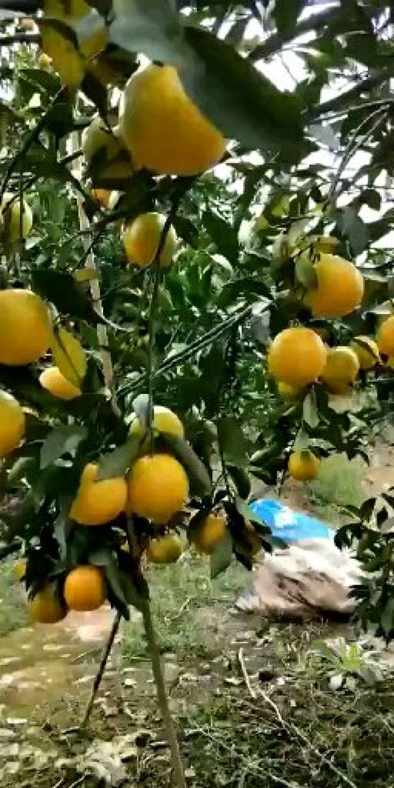 广西南宁市江南区苏圩大量供应红江橙，皮红，肉甜，优质大果