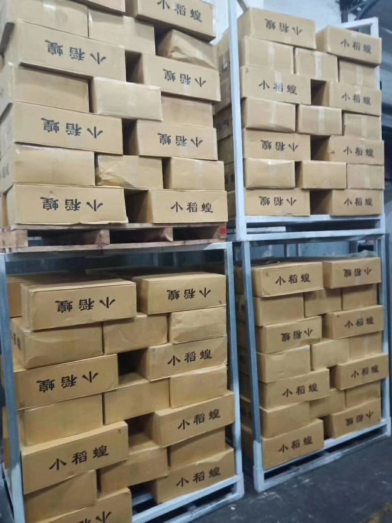 稻蝗