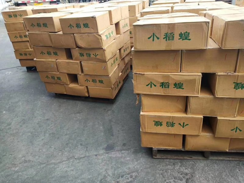稻蝗