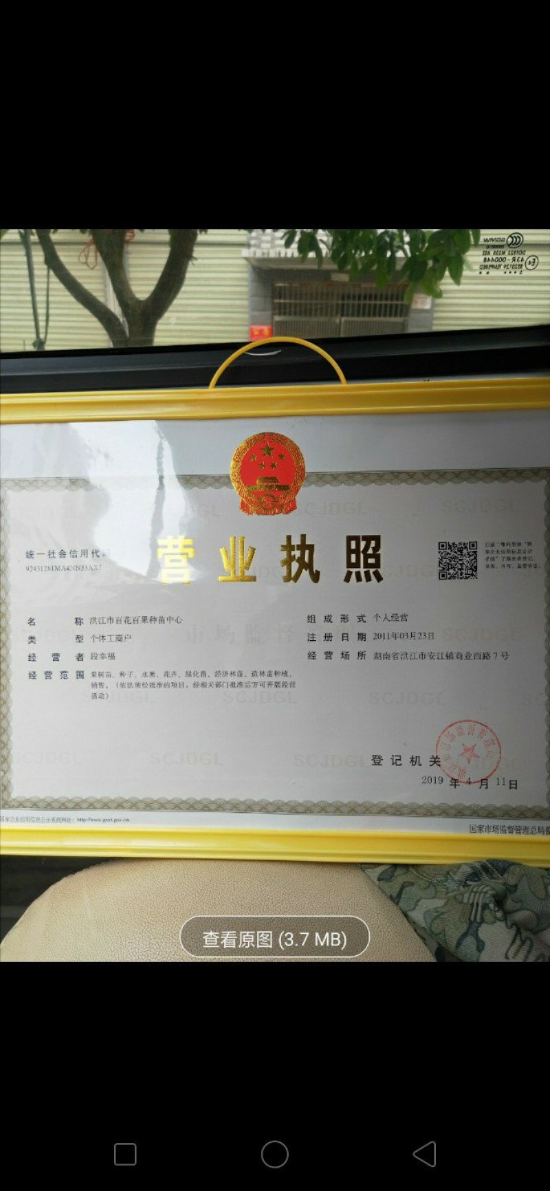 嫁接枝条沃柑穗条百元每斤量大优惠质量保证