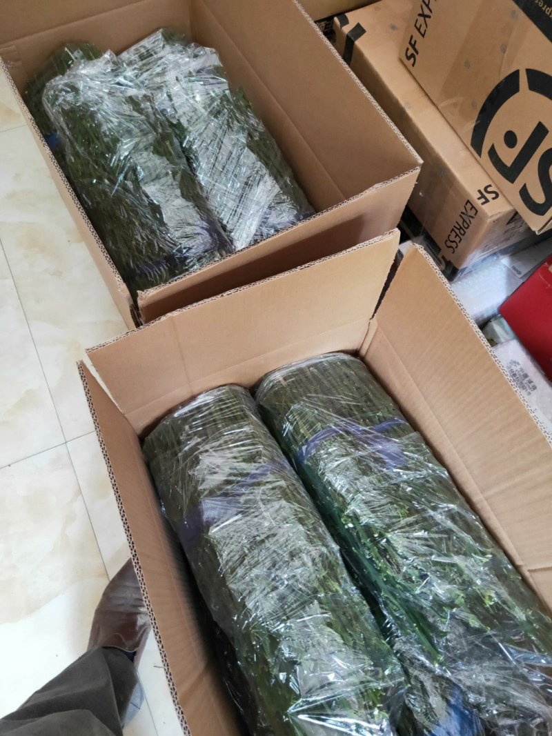 嫁接枝条沃柑穗条百元每斤量大优惠质量保证