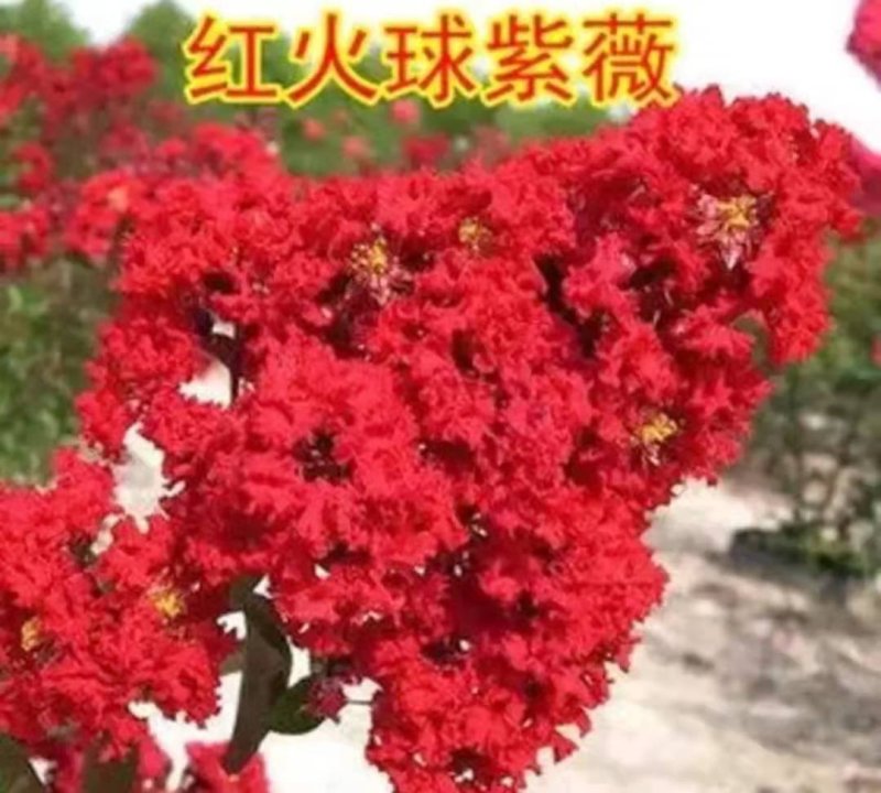 美国红火箭百日红紫薇苗【速生长速度快】南方北方都可以种植