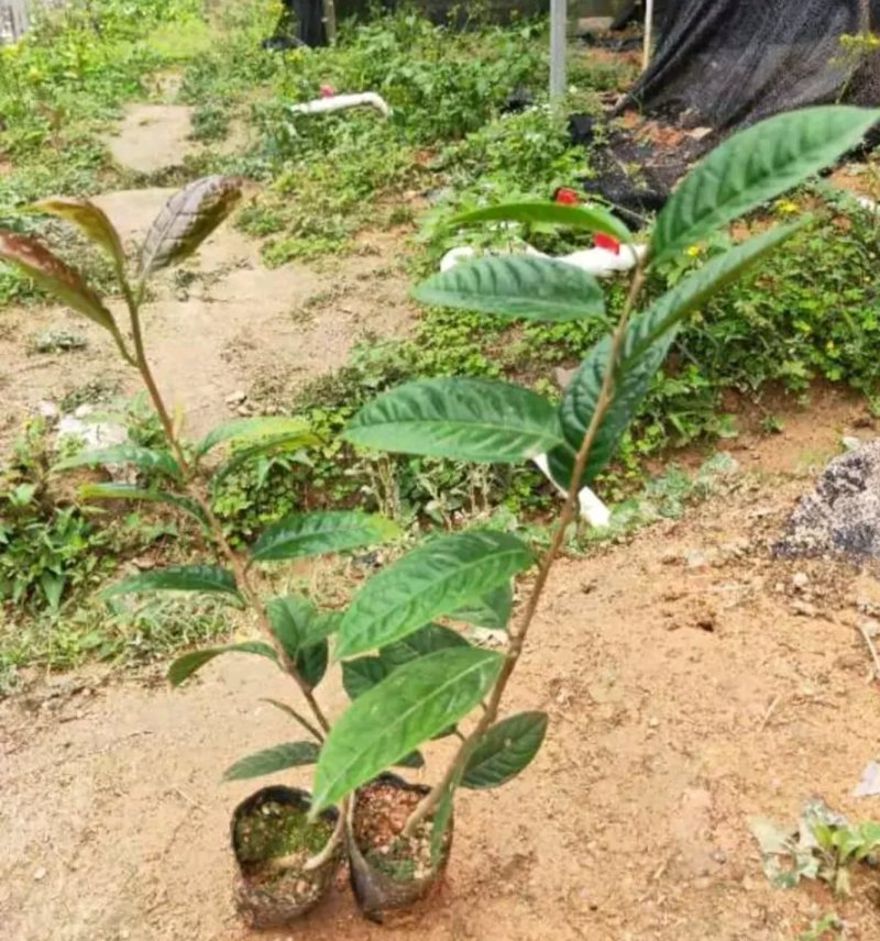 金花茶树苗，保证品质！免费提供种植技术！