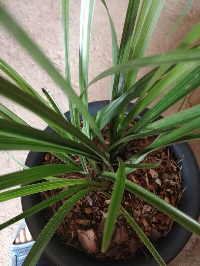 高品质兰花，湖北随州名品蕙兰，春兰，花浓香