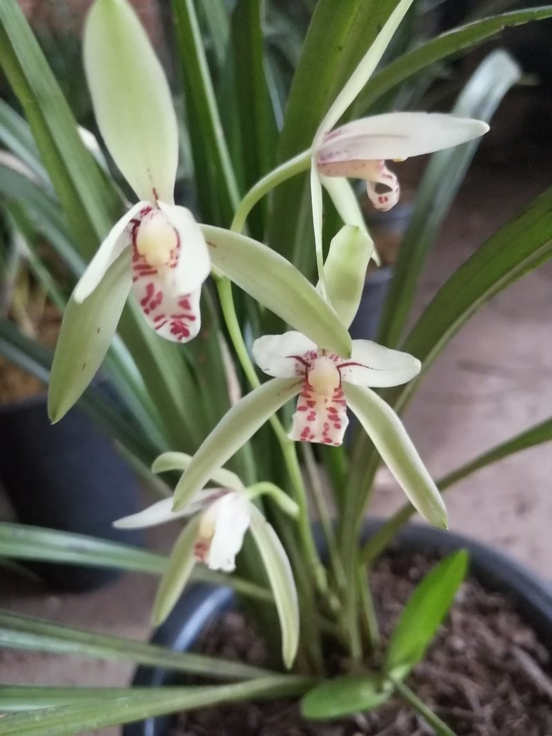 高品质兰花，湖北随州名品蕙兰，春兰，花浓香