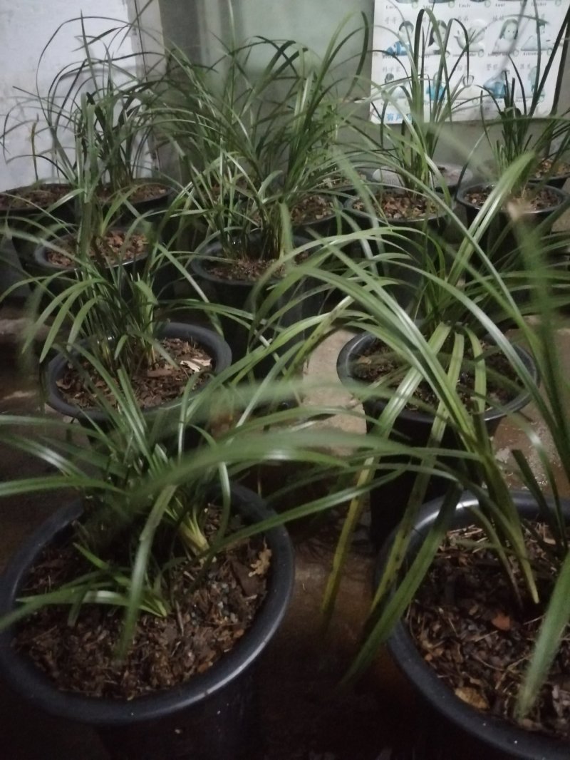 高品质兰花，湖北随州名品蕙兰，春兰，花浓香