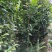 金花茶树苗，保证正品，1.5米高以上，免费提供种植技术！