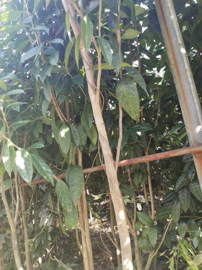 金花茶树苗，保证正品，1.5米高以上，免费提供种植技术！