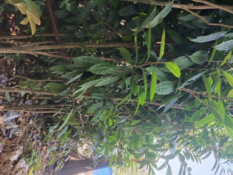 金花茶树苗，保证正品，1.5米高以上，免费提供种植技术！