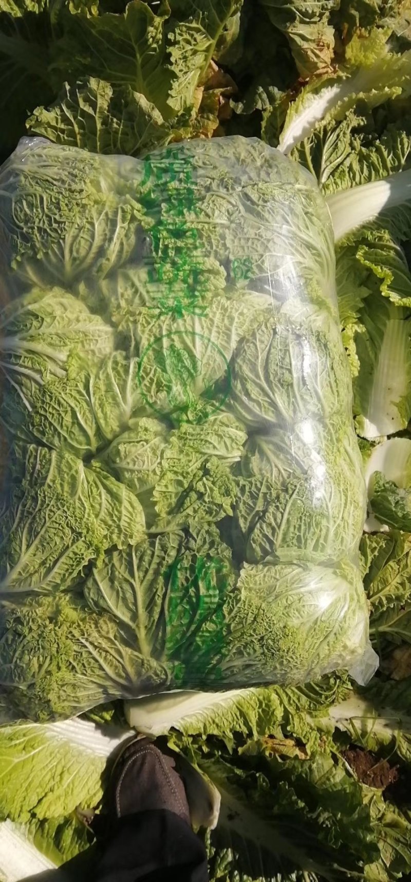 北京3号白菜产地一手货源提供各种包装无烧心提供一条龙服务