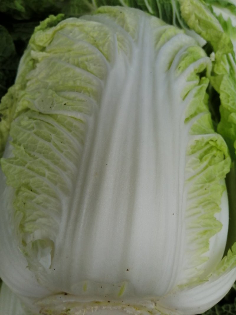 黄心大白菜