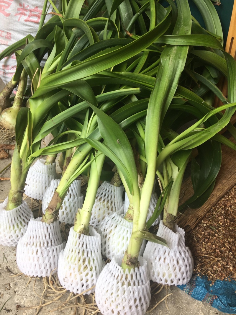 虎眼万年青万年青