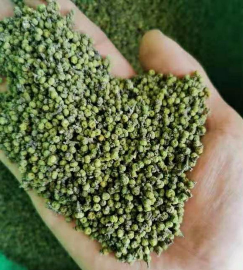 吴茱萸苗，茶辣苗，江西中花吴茱萸苗假一赔万，提供技术